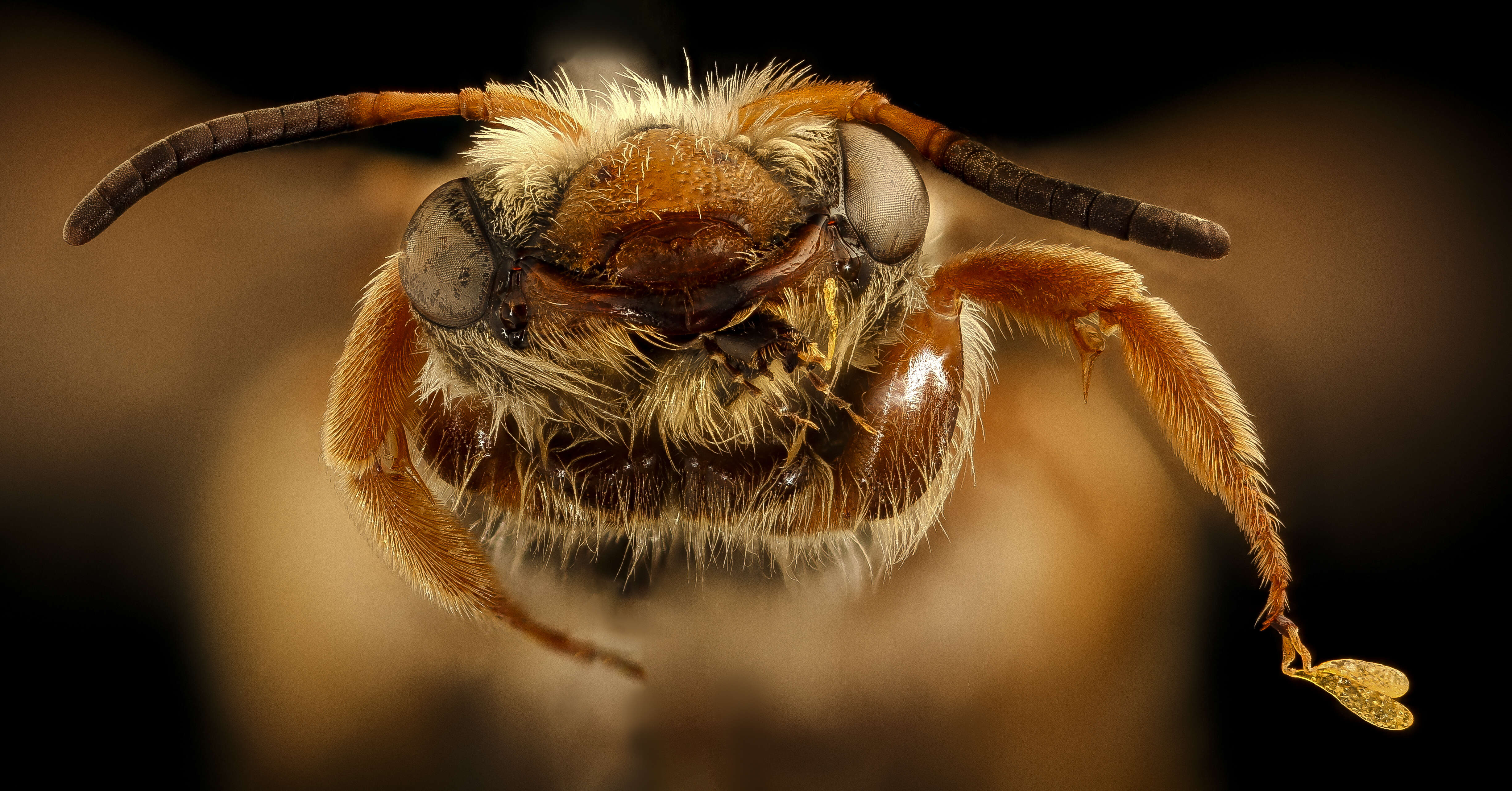 Image of Andrena prunorum Cockerell 1896