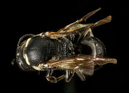 Imagem de Hylaeus leptocephalus (Morawitz 1870)