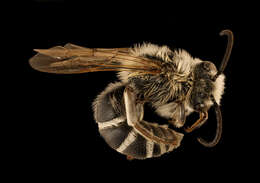 Imagem de Colletes robertsonii Dalla Torre 1896