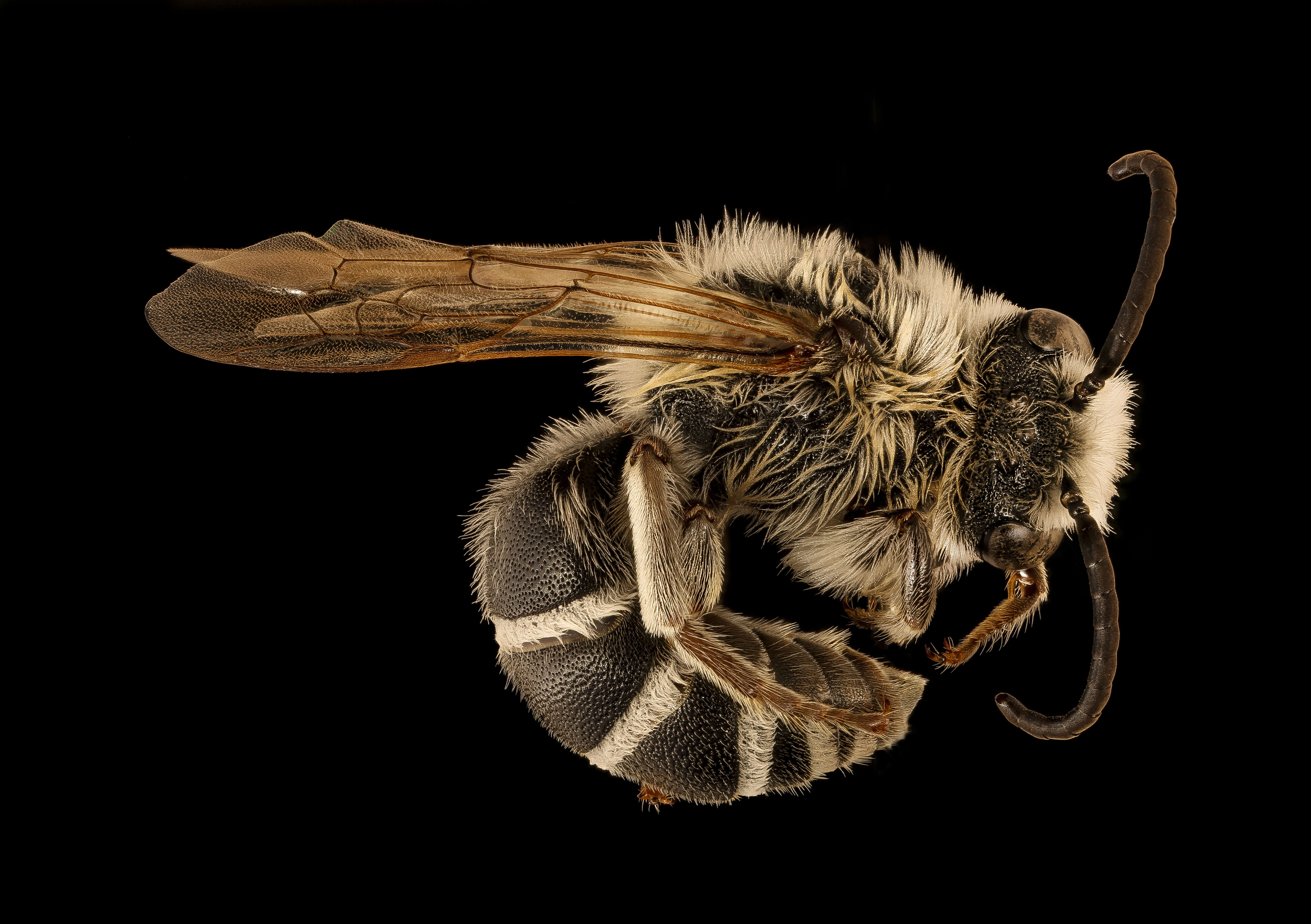 Imagem de Colletes robertsonii Dalla Torre 1896