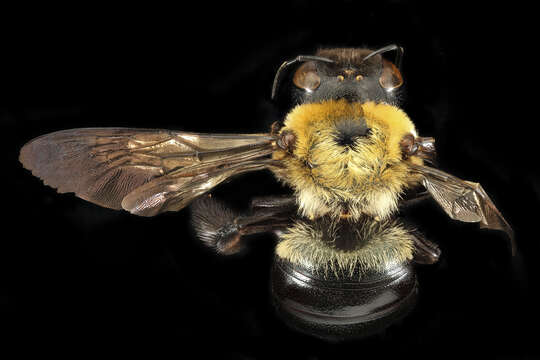 Image of Eastern Carpenter Bee