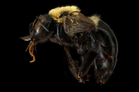 Image of Eastern Carpenter Bee