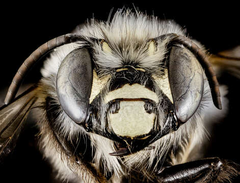 Image of Anthophora ursina Cresson 1869