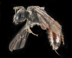 Image of Sphecodes coronus Mitchell 1956