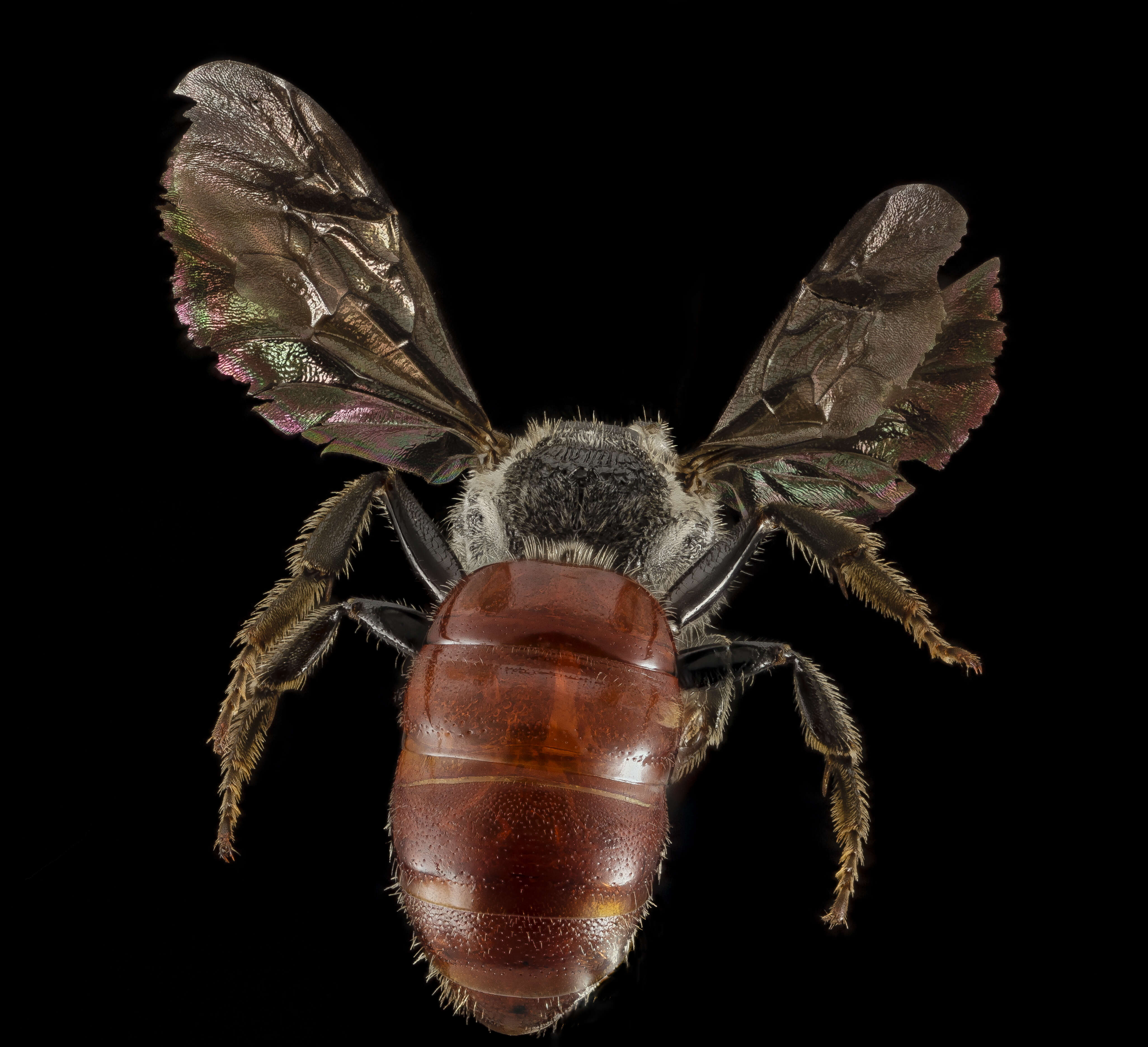 Image of Sphecodes ranunculi Robertson 1897