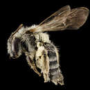 Image of Andrena specularia Donovan 1977