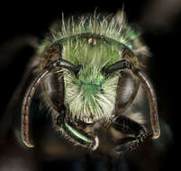 Image of Osmia bruneri Cockerell 1897