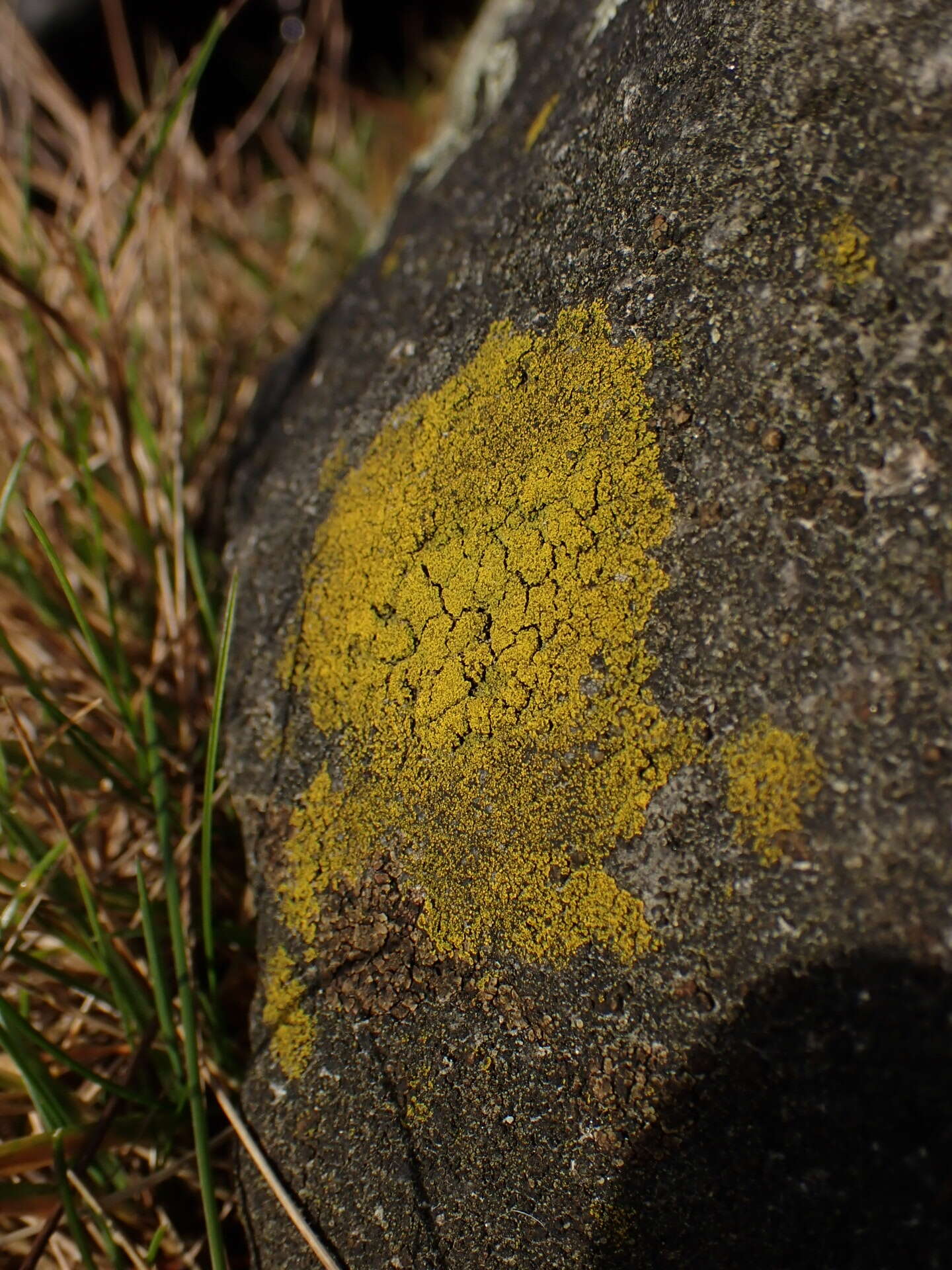 Image of eggyolk lichen