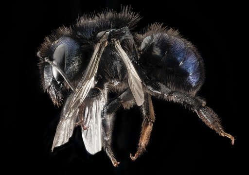 Image of Osmia californica Cresson 1864