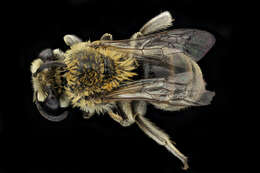 Image of Colletes solidaginis Swenk 1906