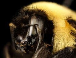 Слика од Bombus affinis Cresson 1864