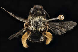 Image de Eucera fulvitarsis (Cresson 1879)