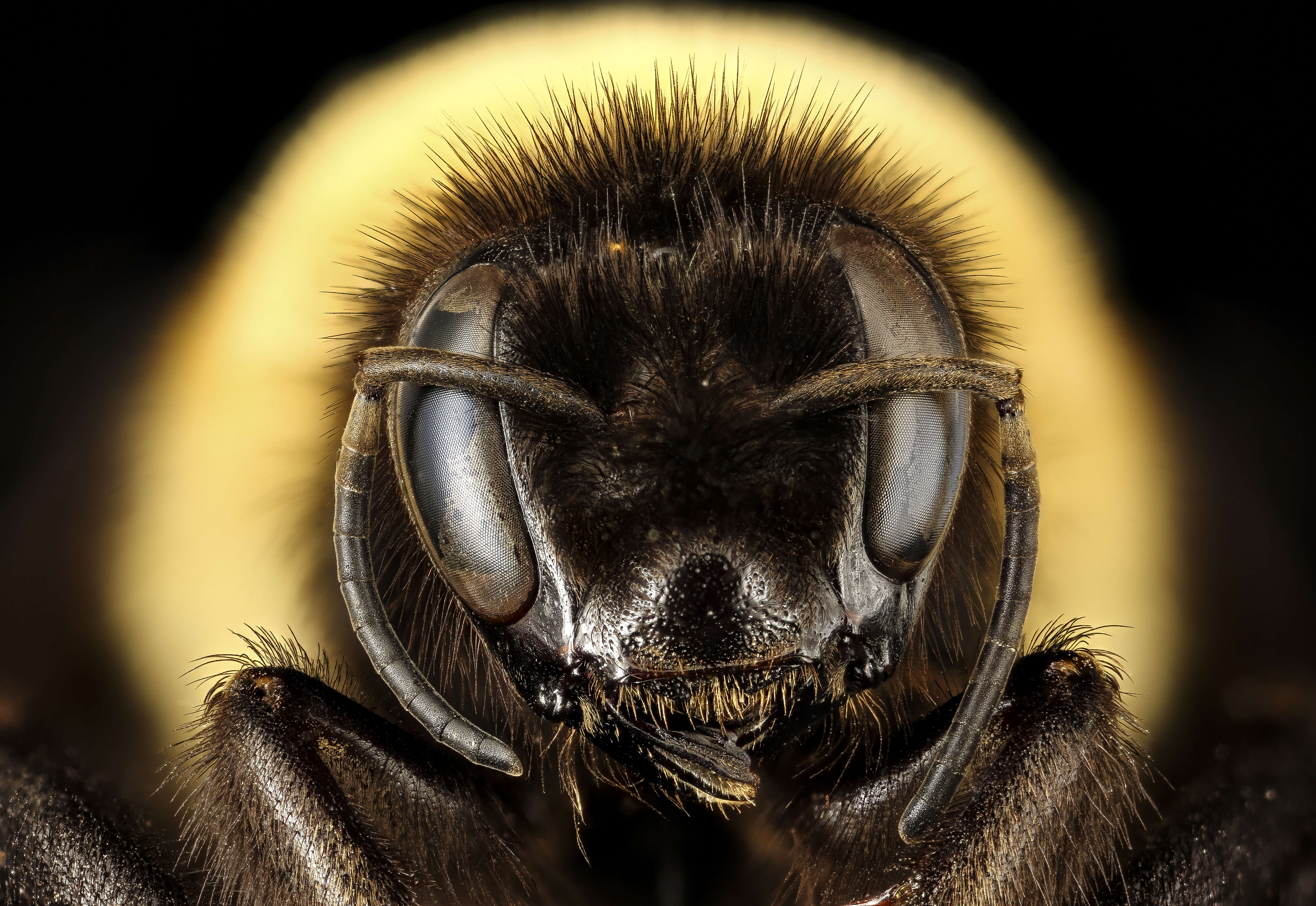 Слика од Bombus affinis Cresson 1864