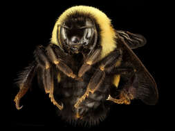 Слика од Bombus affinis Cresson 1864