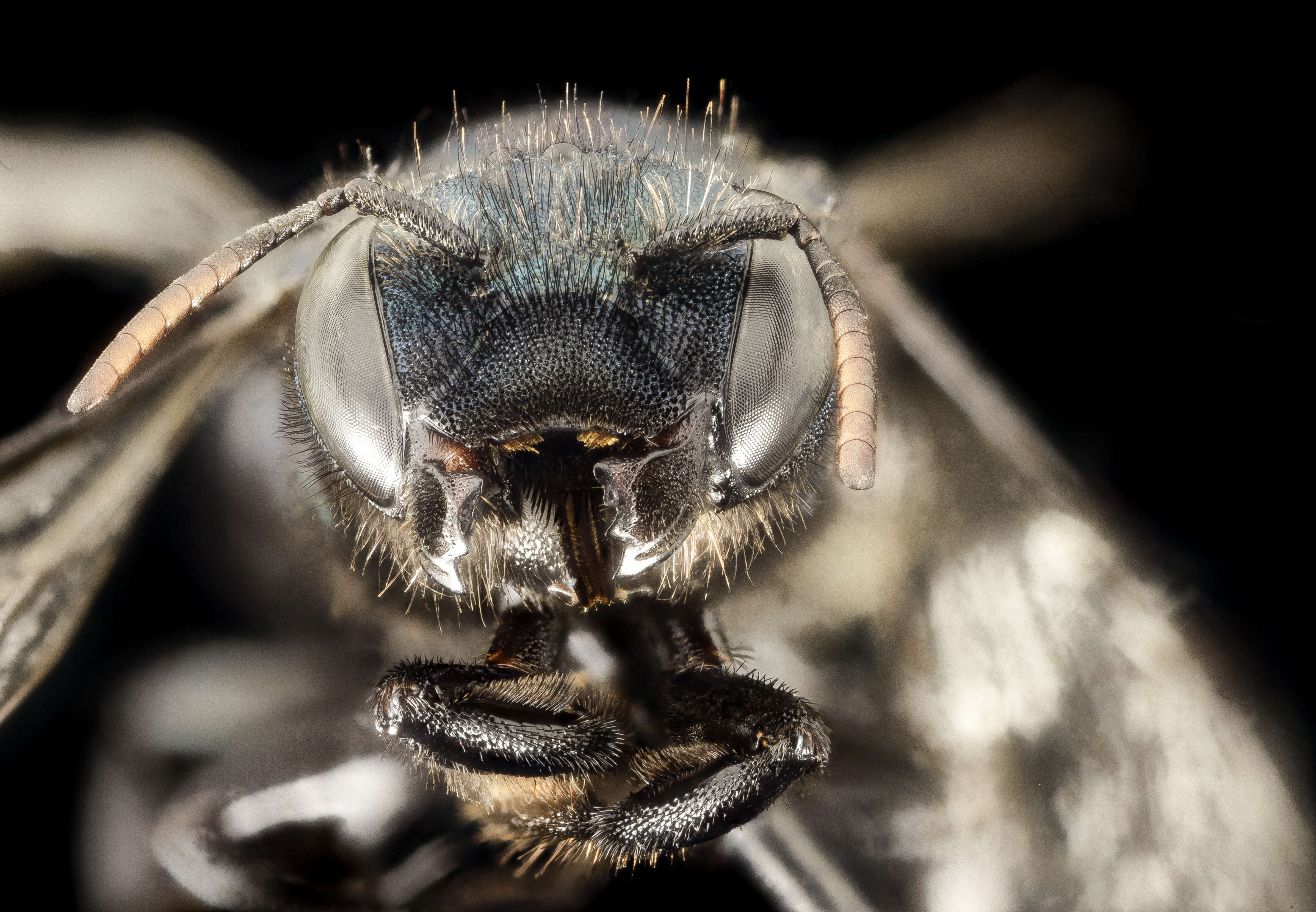 Sivun Osmia albolateralis Cockerell 1906 kuva