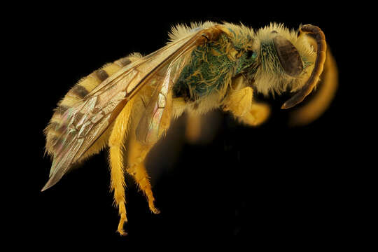 Image of Agapostemon nasutus Smith 1853