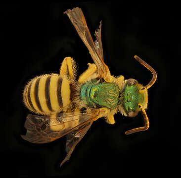 Image of Agapostemon nasutus Smith 1853