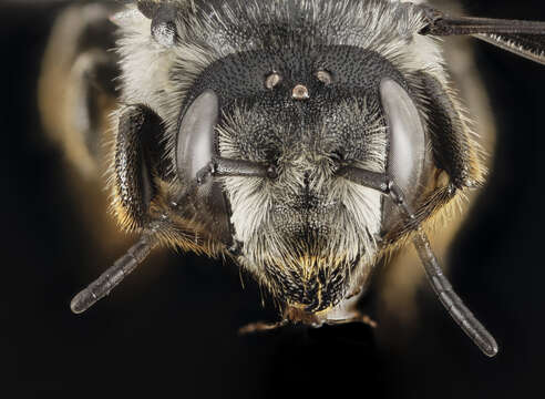 Image of Megachile leaf-cutter bee