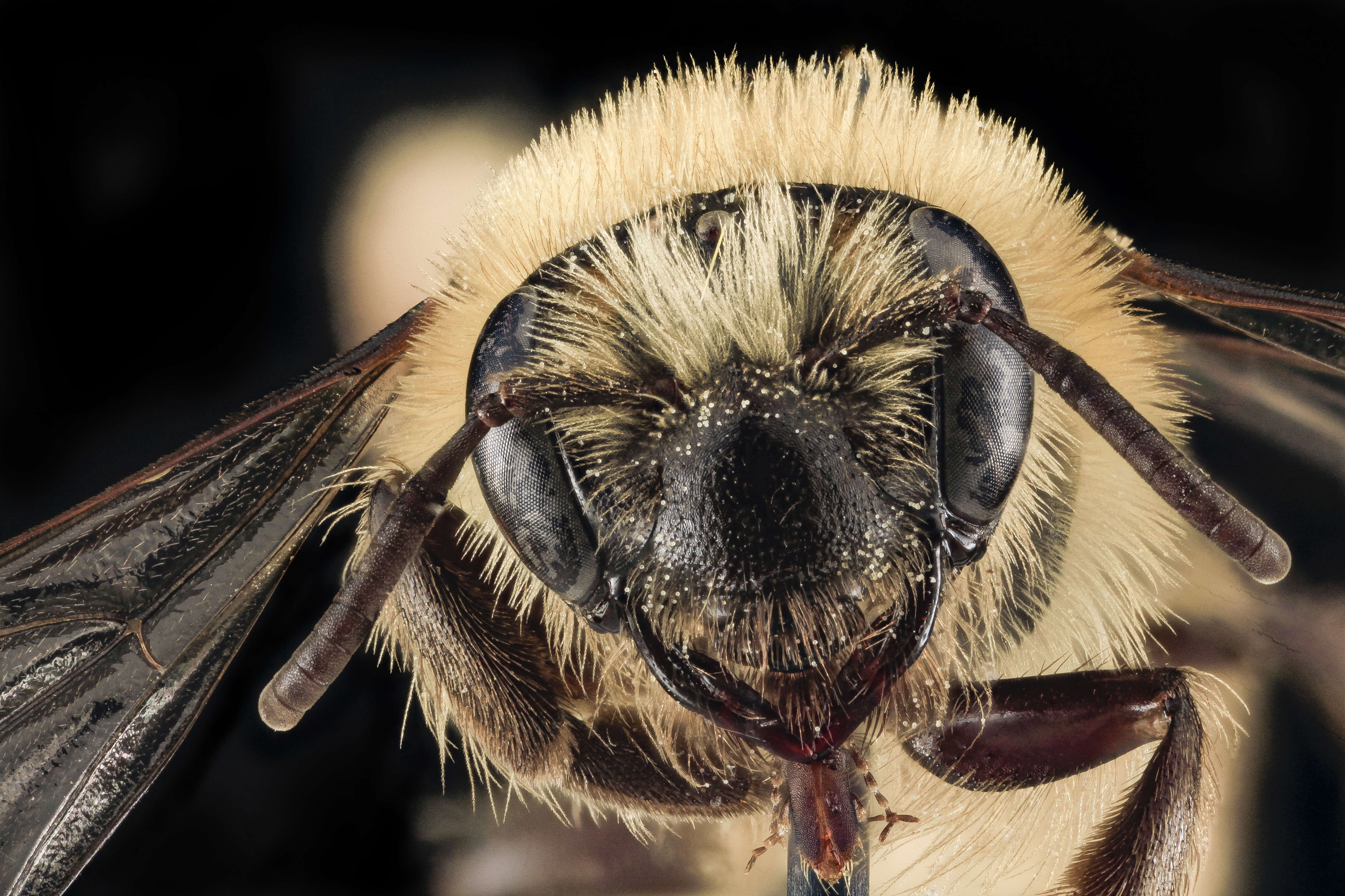 Image of Aster Andrena