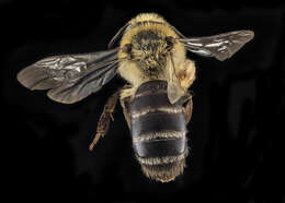 Image of Aster Andrena