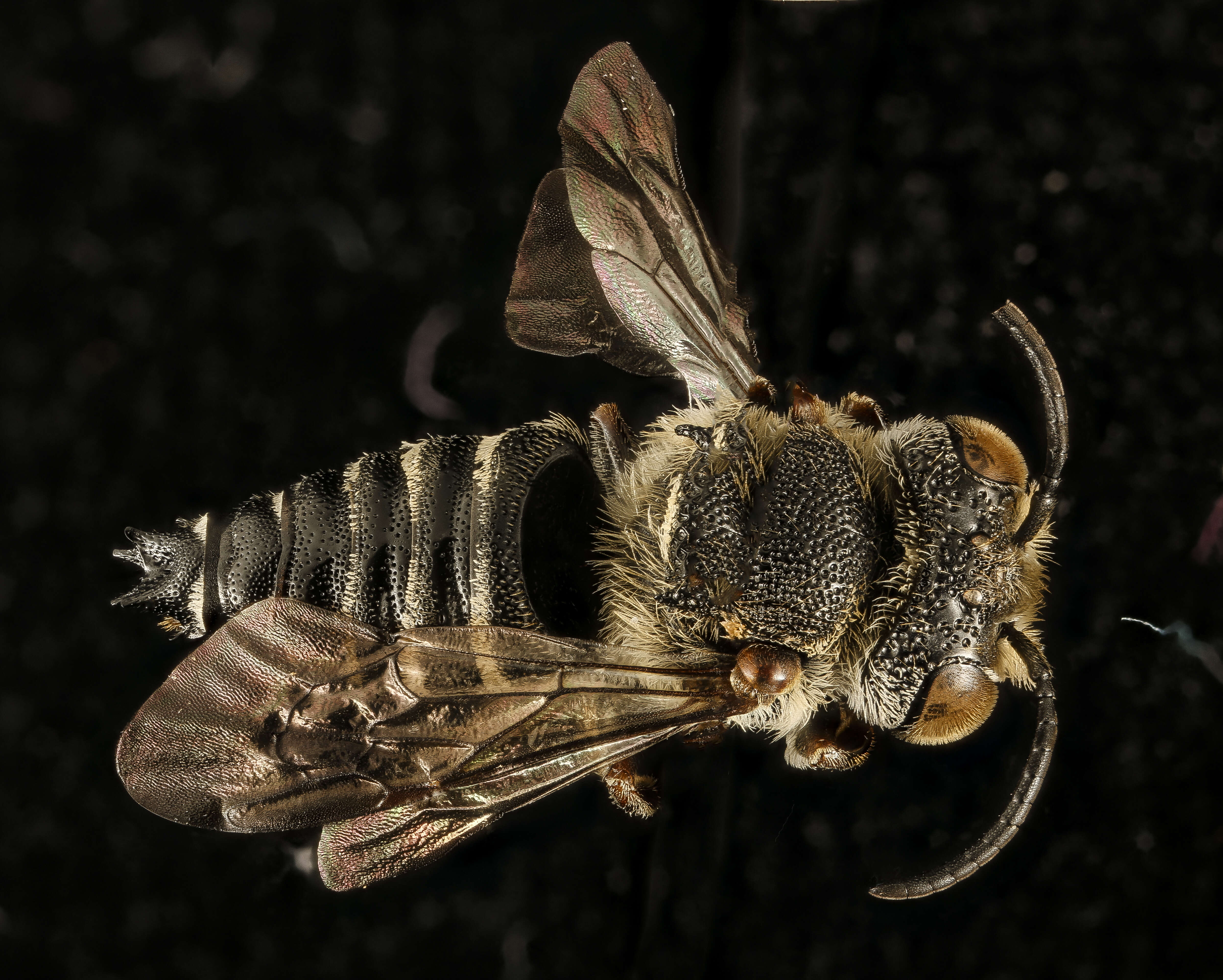 Image of Say's Cuckoo-leaf-cutter