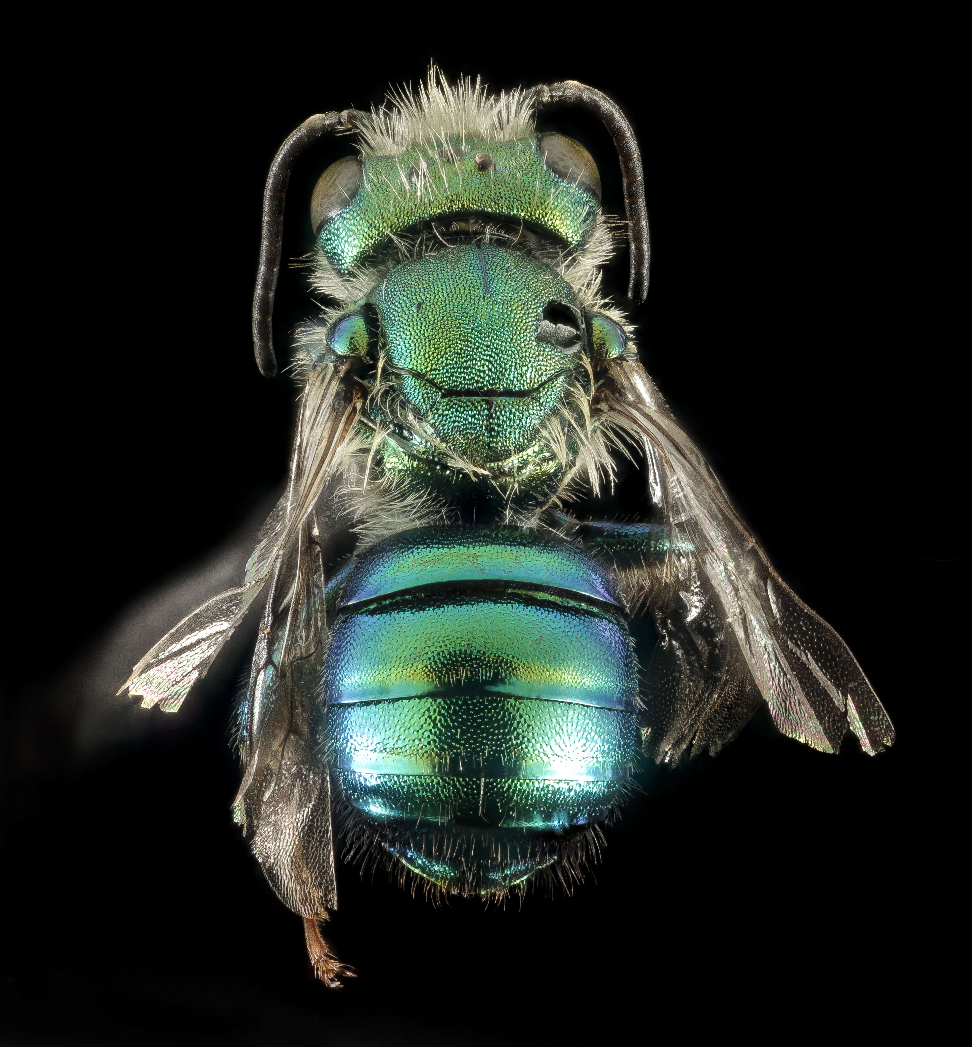 Image of Osmia bruneri Cockerell 1897