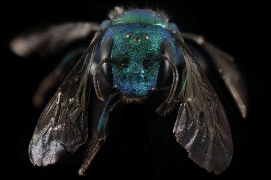 Osmia bruneri Cockerell 1897的图像
