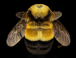 Слика од Bombus affinis Cresson 1864