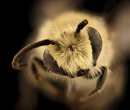 Image of Kincaid's Cellophane Bee