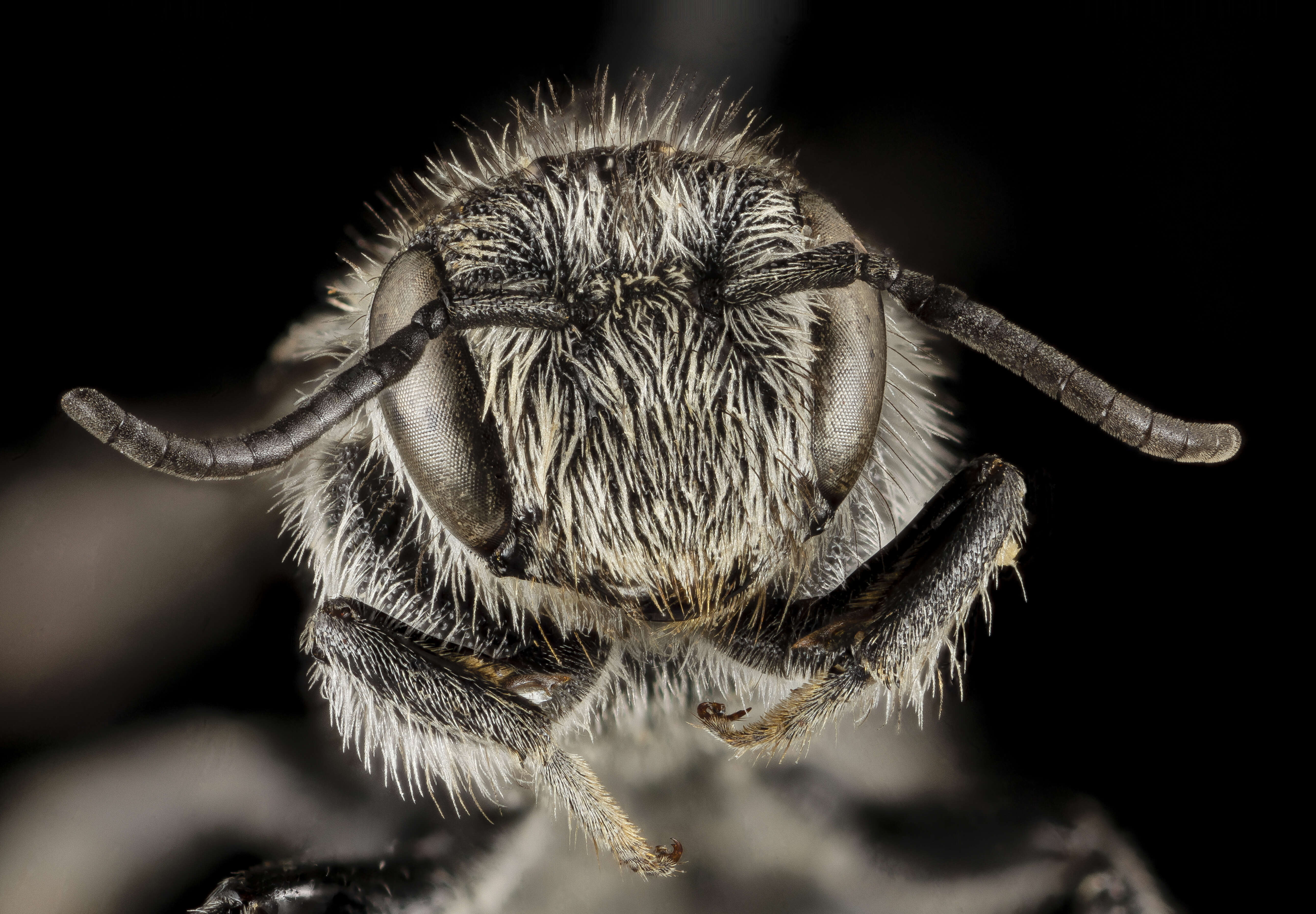 Image de Stelis subemarginata Cresson 1878