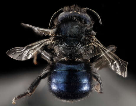 Image of Osmia californica Cresson 1864