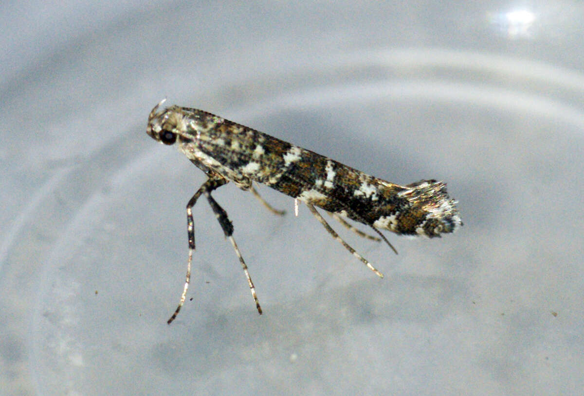 Image of privet leaf miner