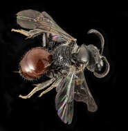 Imagem de Sphecodes coronus Mitchell 1956