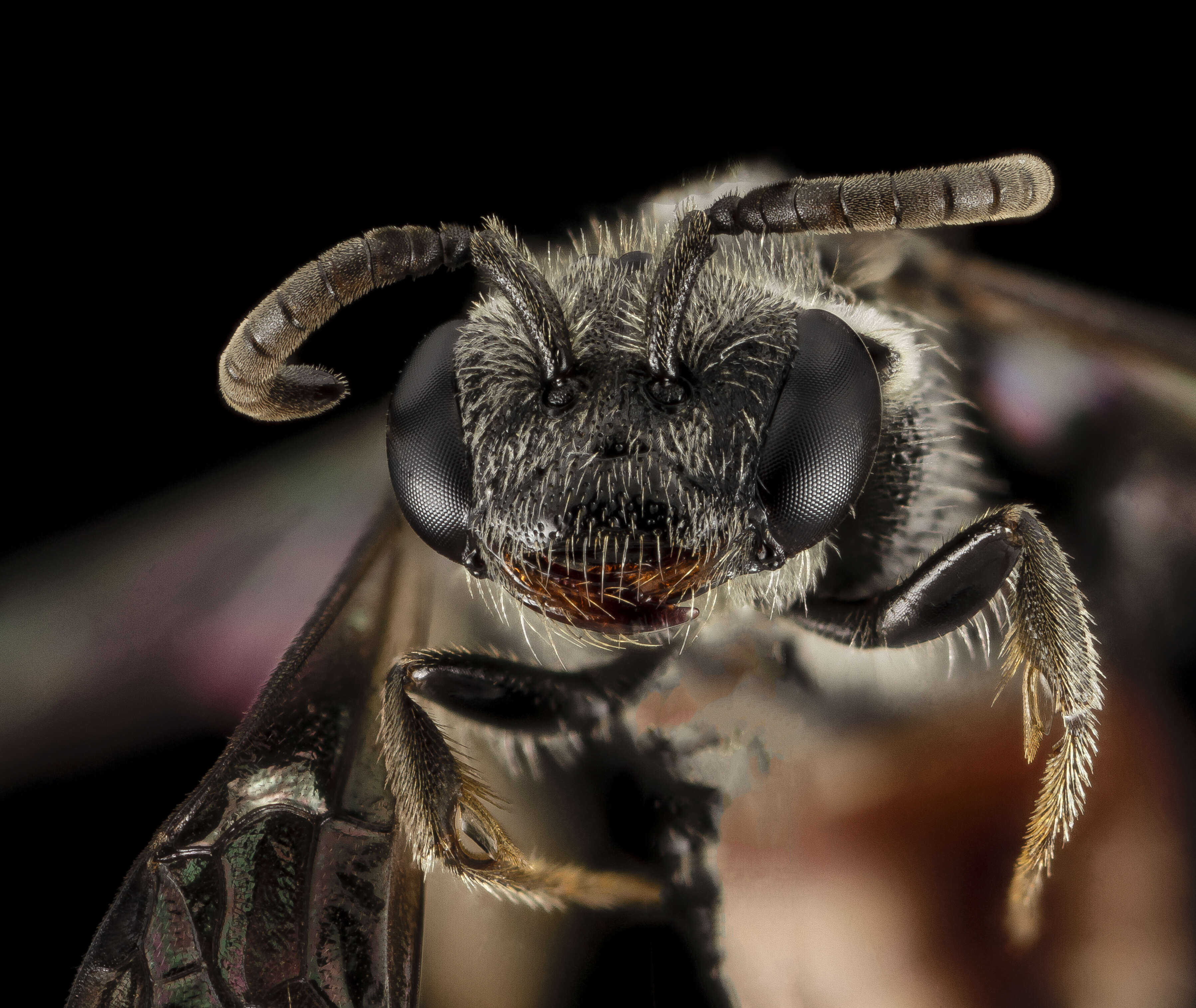 Image of Sphecodes coronus Mitchell 1956