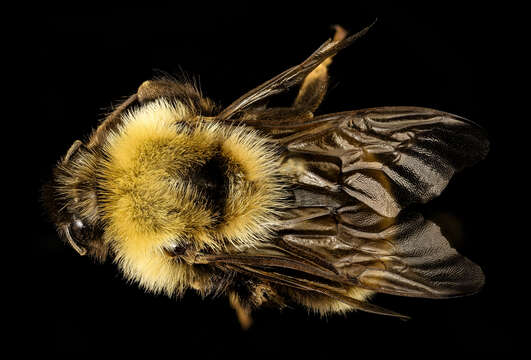 Слика од Bombus affinis Cresson 1864