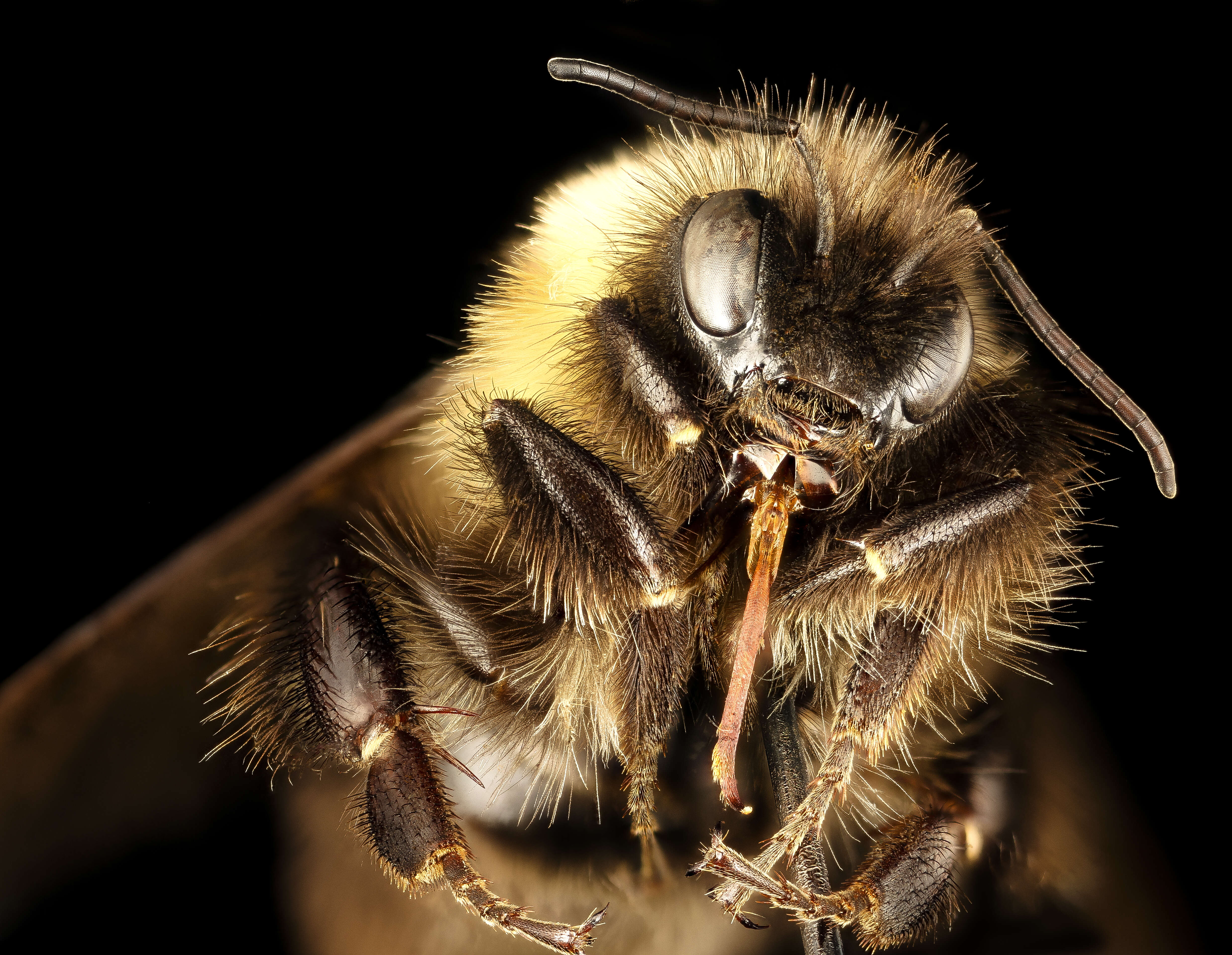 Слика од Bombus affinis Cresson 1864