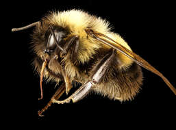 Слика од Bombus affinis Cresson 1864