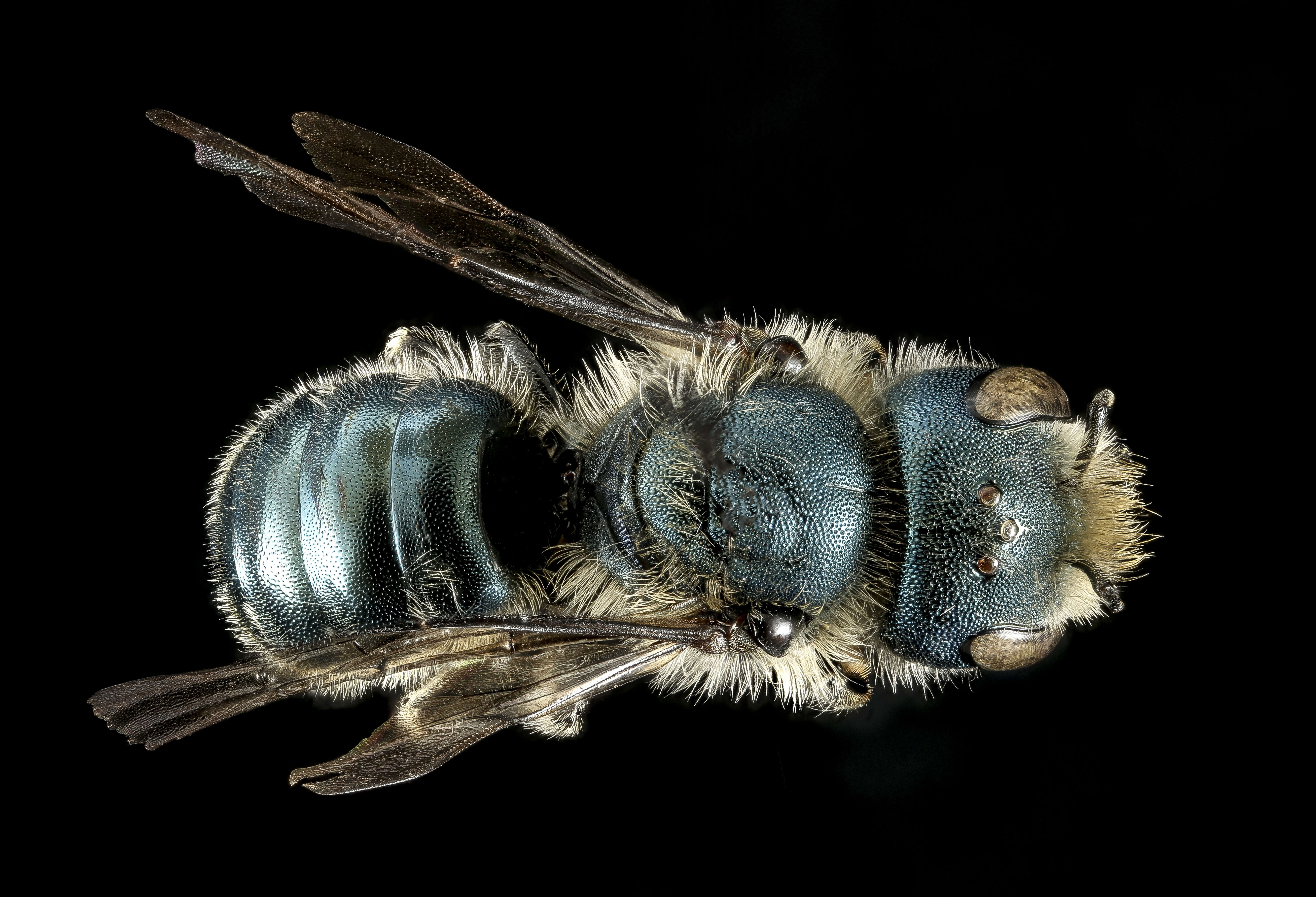 Image of Osmia georgica Cresson 1878