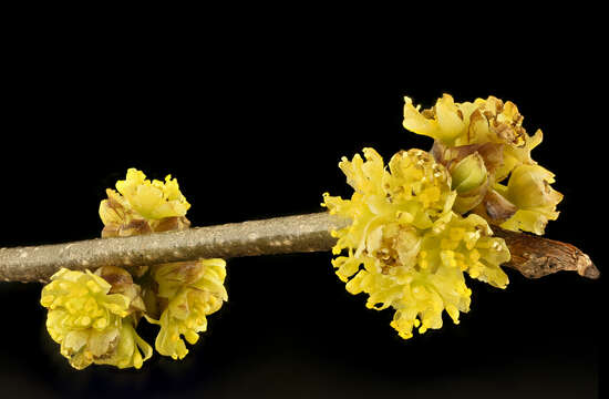 Image of northern spicebush