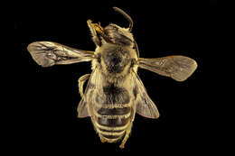 Imagem de Colletes robertsonii Dalla Torre 1896