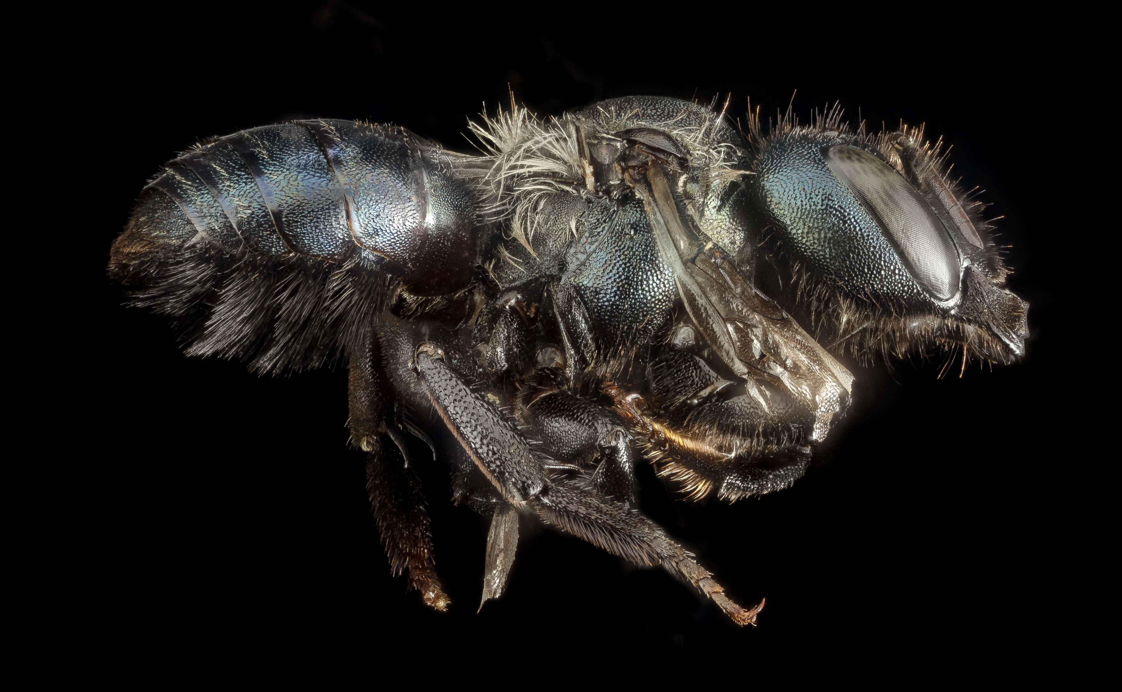 Image de Osmia albolateralis Cockerell 1906