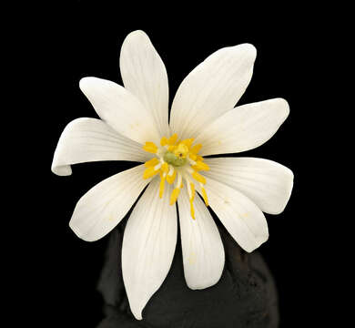 Image of bloodroot