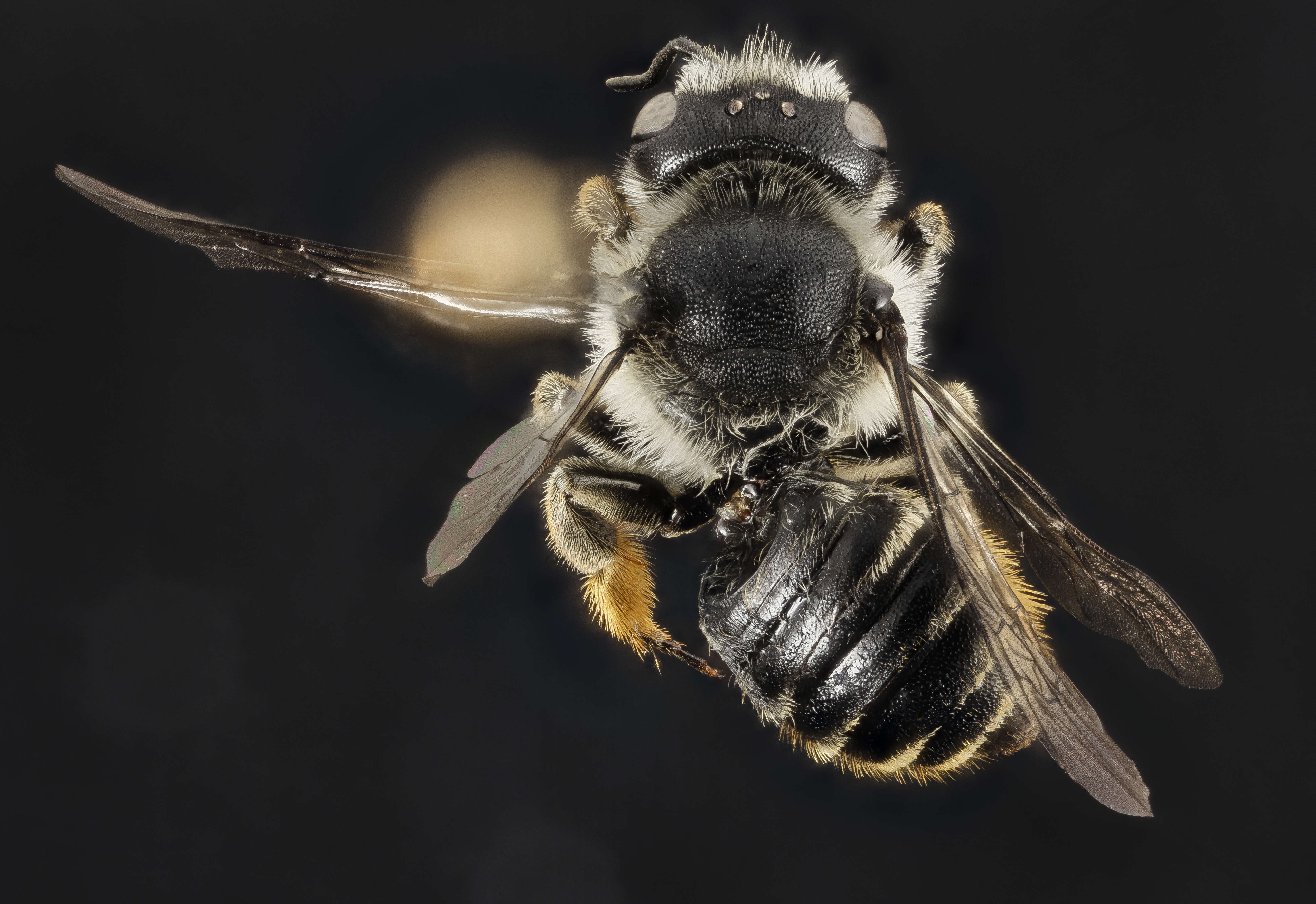 Image of Megachile leaf-cutter bee