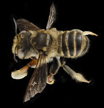 Image of White-footed Leaf-cutter Bee