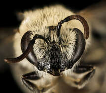 Imagem de Colletes phaceliae Cockerell 1906