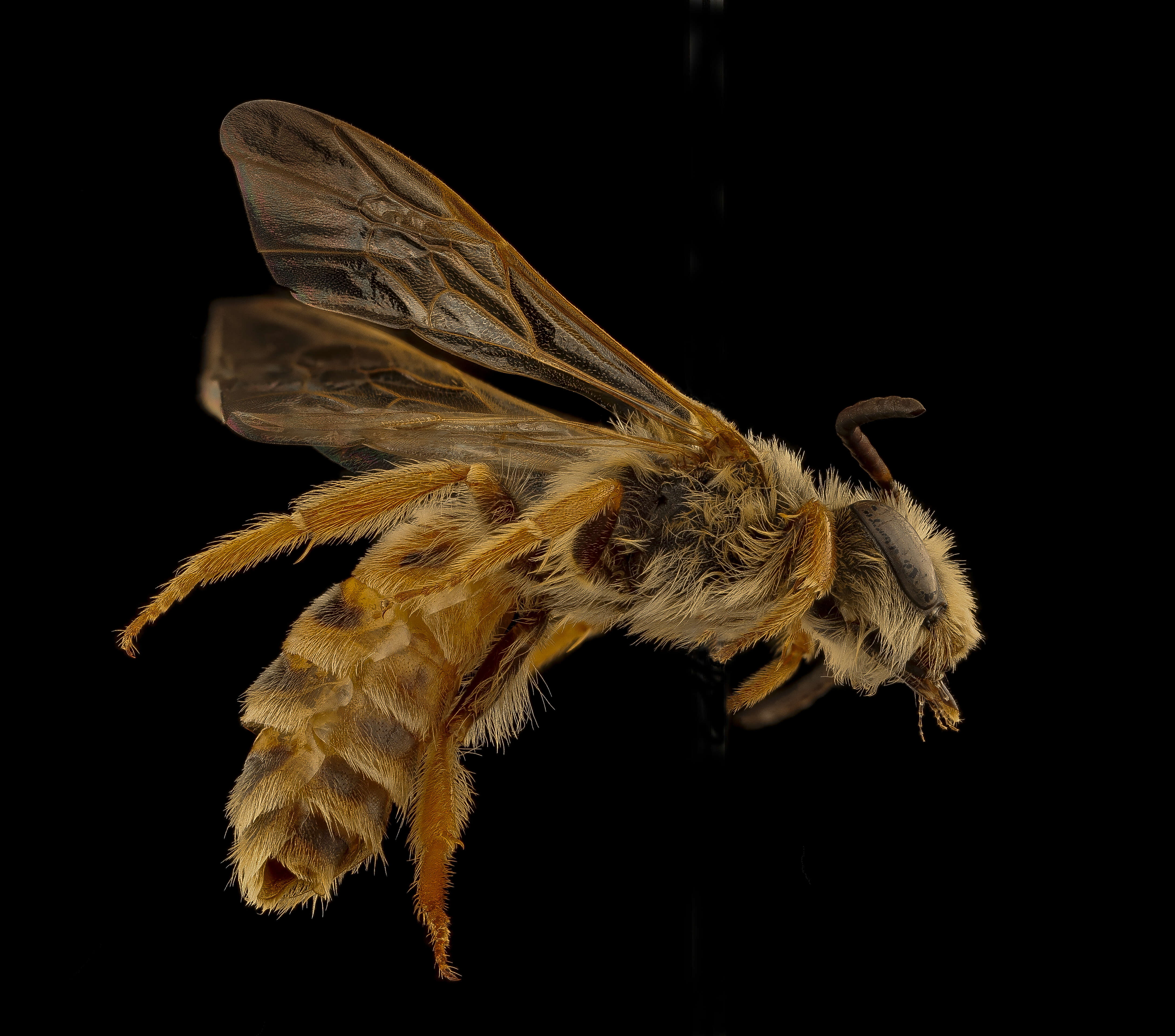 Image of Andrena prunorum Cockerell 1896