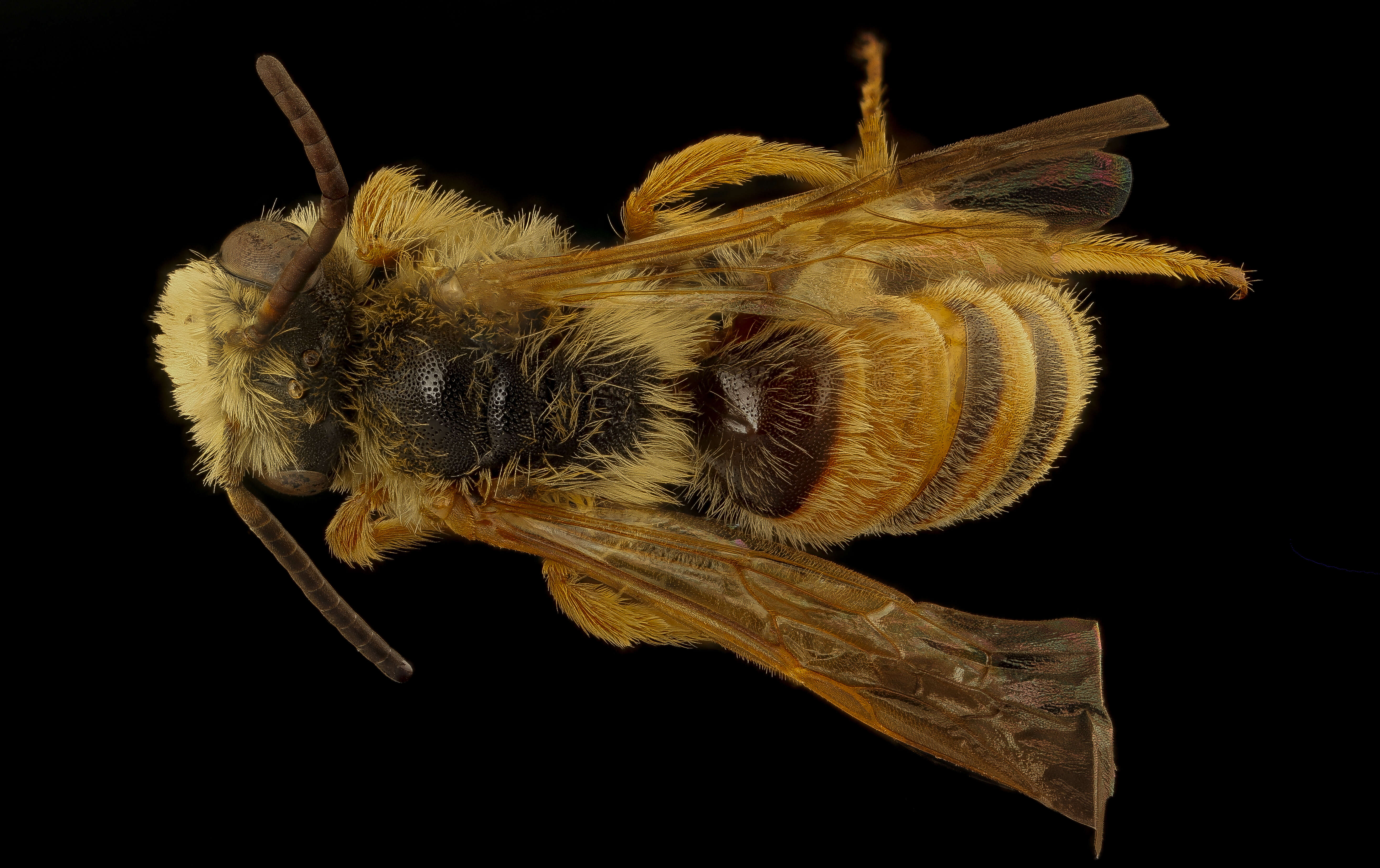 Andrena prunorum Cockerell 1896 resmi