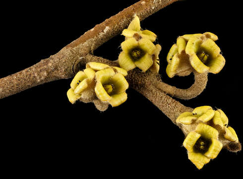 Image of American witchhazel