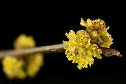 Image of northern spicebush