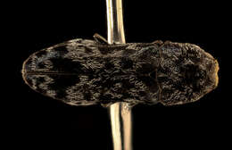 Image of beetles